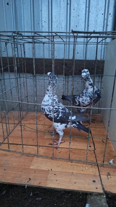 Voiajori Germani de frumusețe