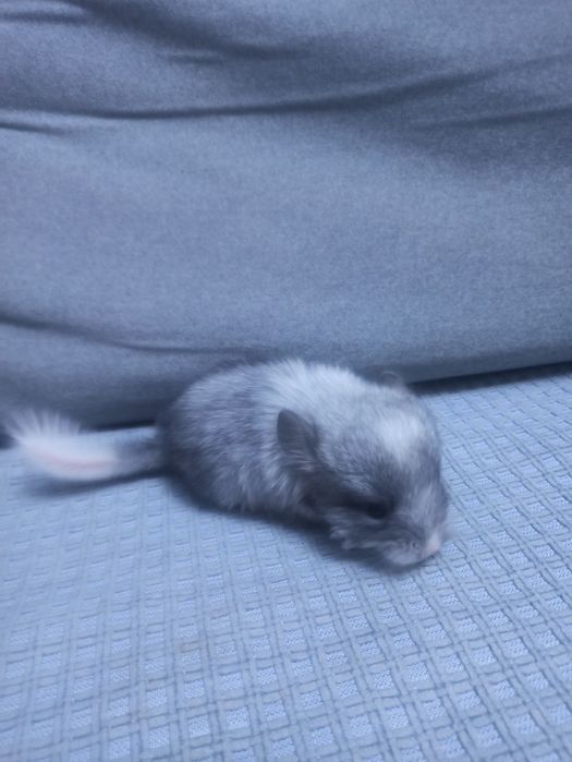 Продается шиншилла