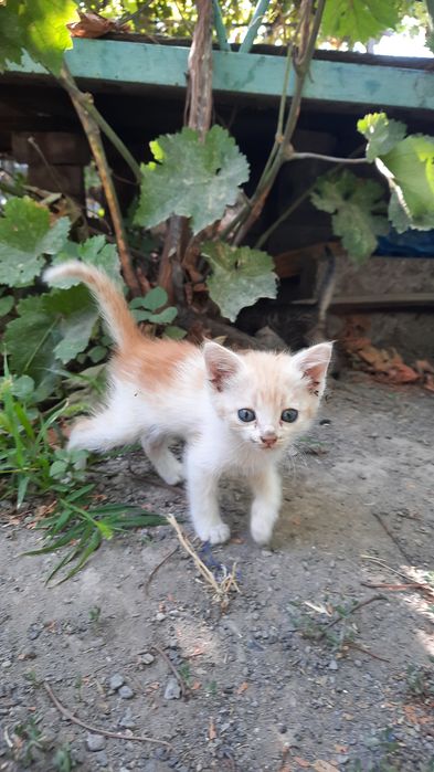 Марғаулар, котята