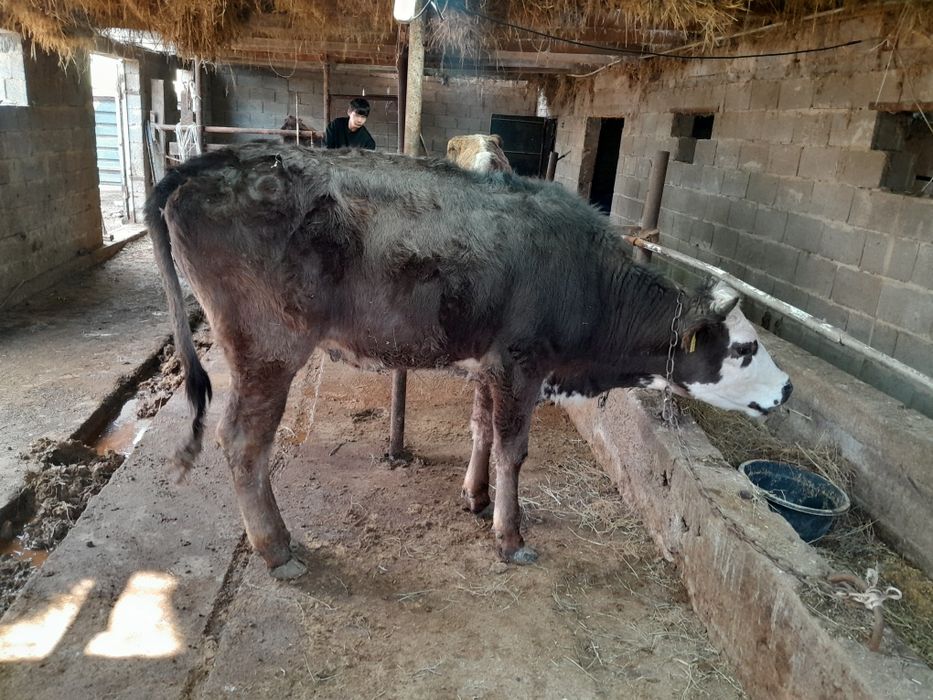 Сиыр корова қысыр