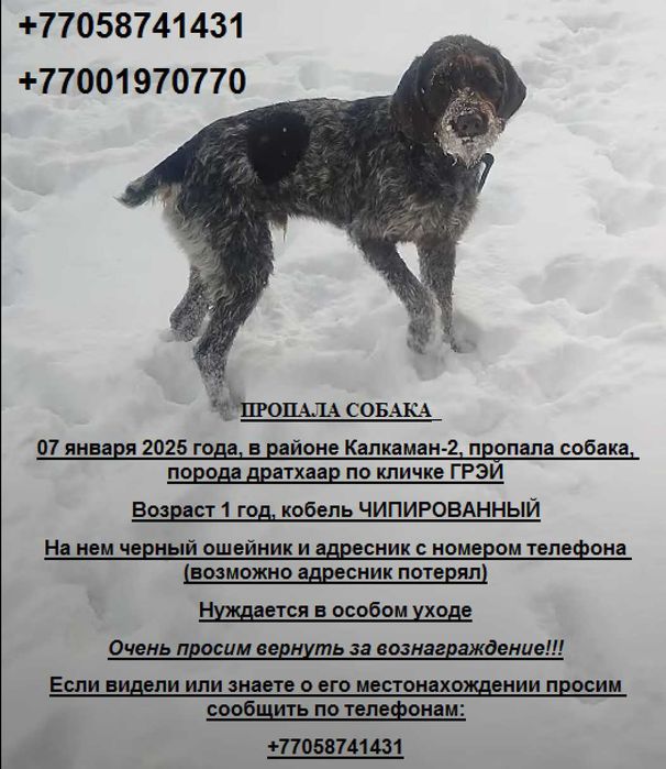 Сбежал пёс, дратхаар