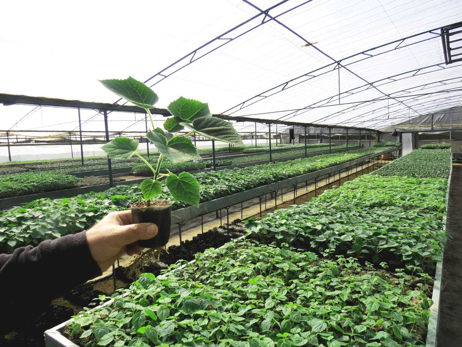 De Nova Agro предлагает рассады быстрорастущего дерева Павловния