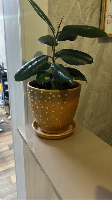 Комнатные цветы.