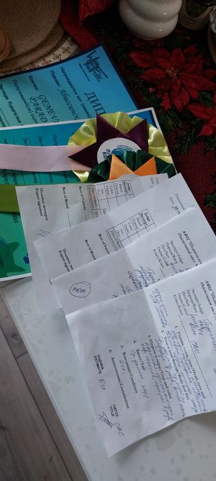 Нужен жених для кошки