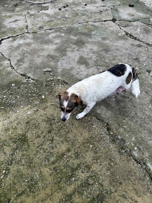 Подарявам кученца