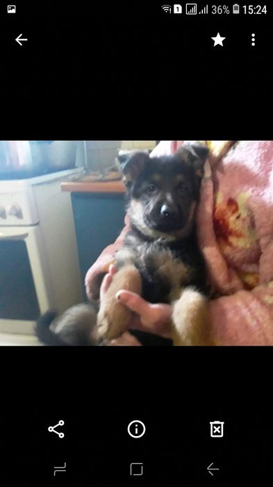 Продам немецкую овчару