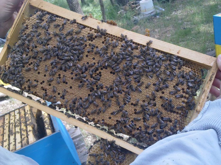 Пчелни майки, отводки и кошери по програмите 2026