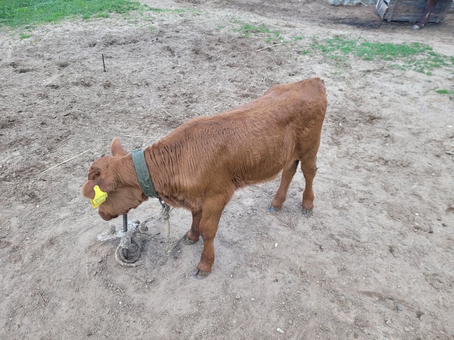 Сатылатын бұзаулар