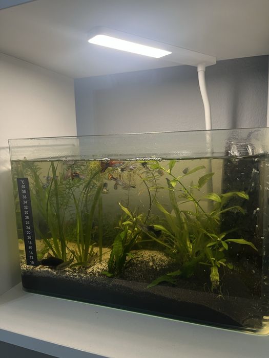 Acvariu cu pesti 25 L