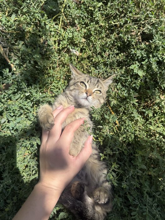 Отдам котят в добрые руки!