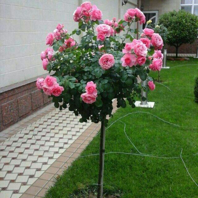 Shtampoviy  atirgul ko'chati sotiladi