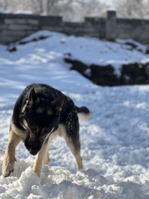 Вязка  овчарка (Кобель) ВЕО Обмен