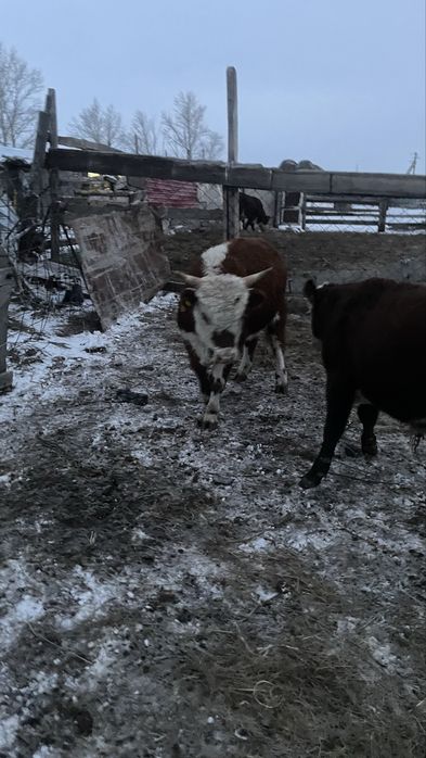 Палтошакалар потсостар сатлады