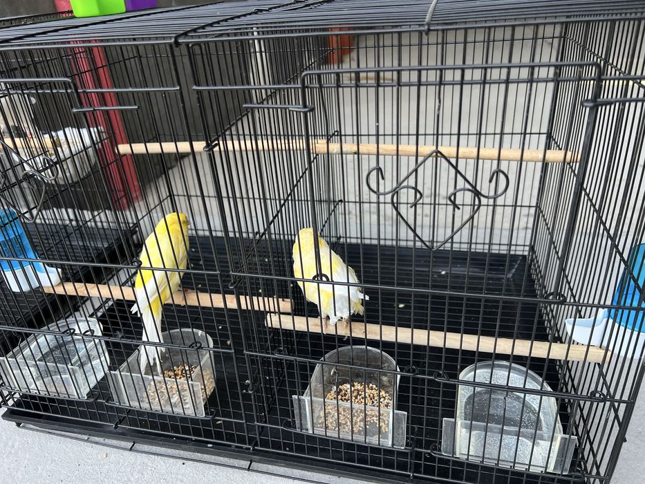 Канарейка Йоркшир самец ( нар ) Туркия