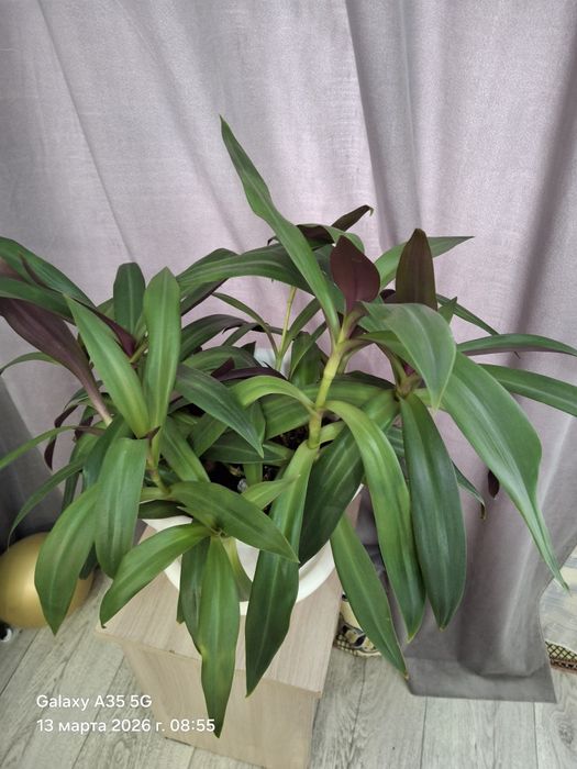 Продам комнатные цветы