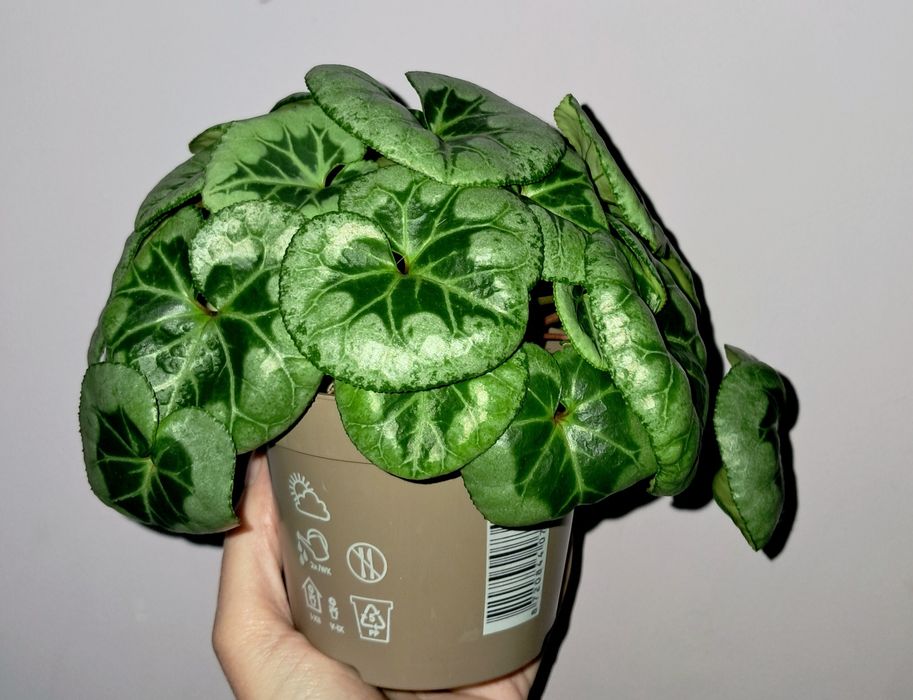 Цикламен Пикассо!