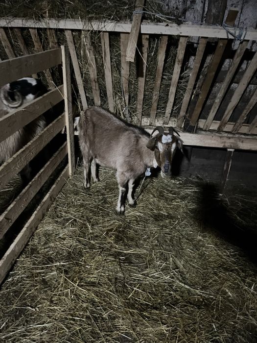 Vand capră tânără (mioară)