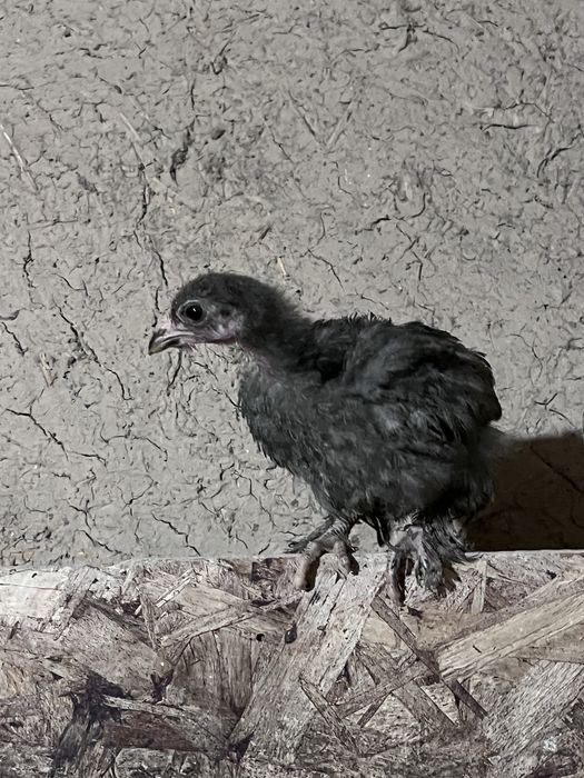 Тауық балапандары