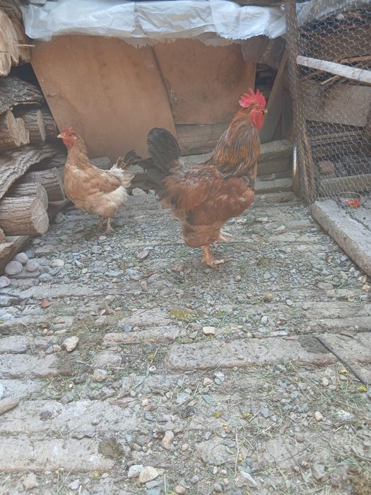 Vînd cocoș de 1 an !