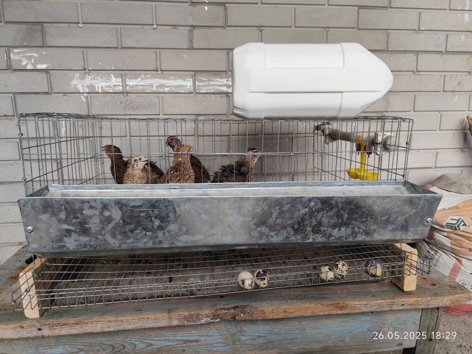 Мини ферма на 20 перепелов