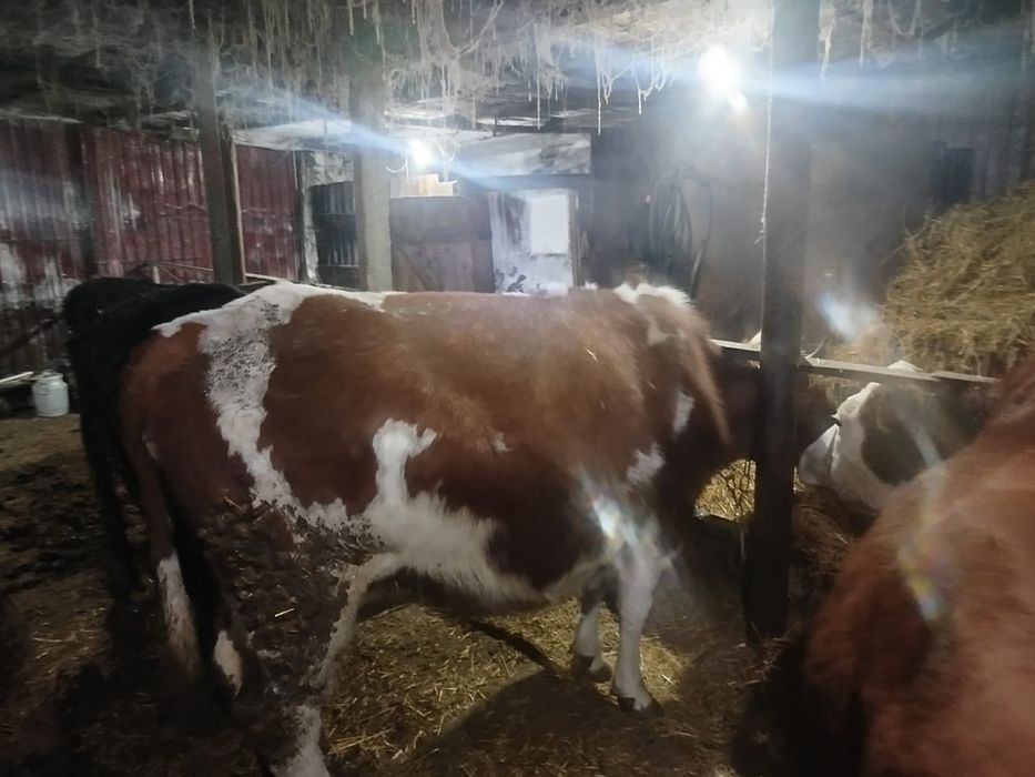 Продам 4 коровы и 1 тёлочка