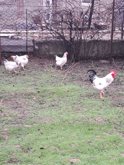 Продам цыплята Адлере серебристый