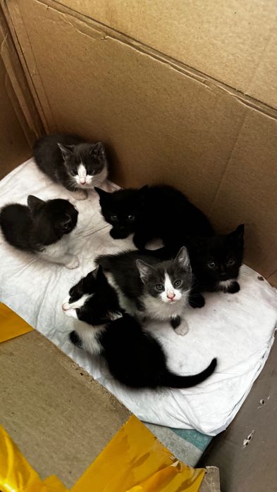 Отдам котят в добрые руки