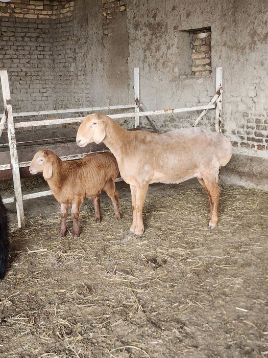 Арашан она бола сотилади