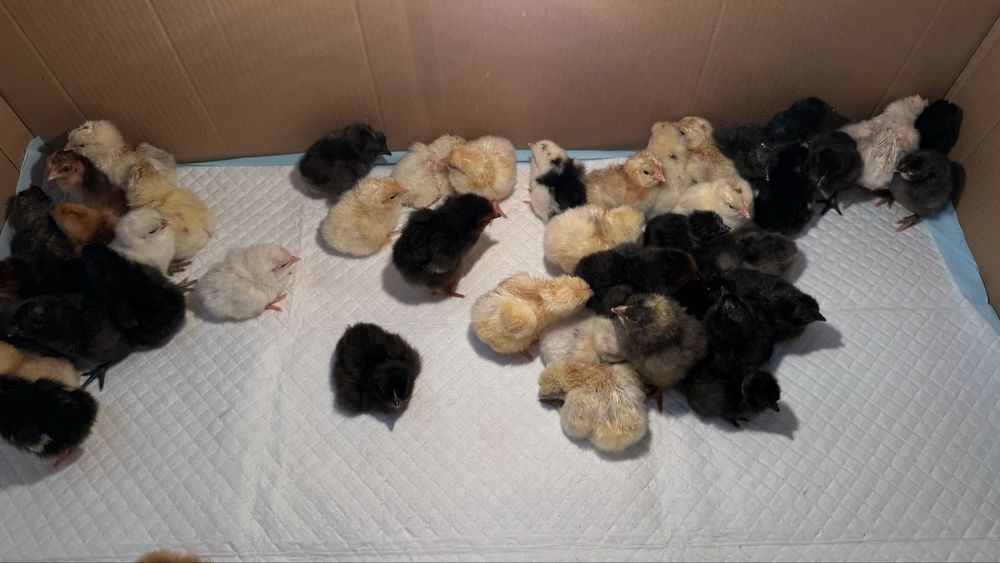 Цыплята домашних кур