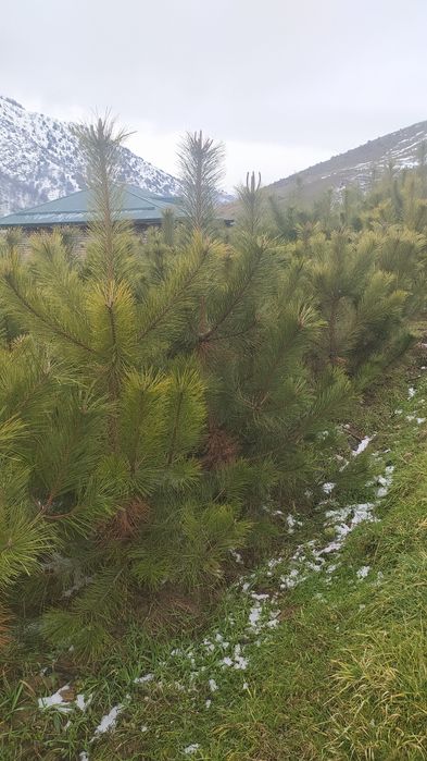 Крим сосналари сотилади