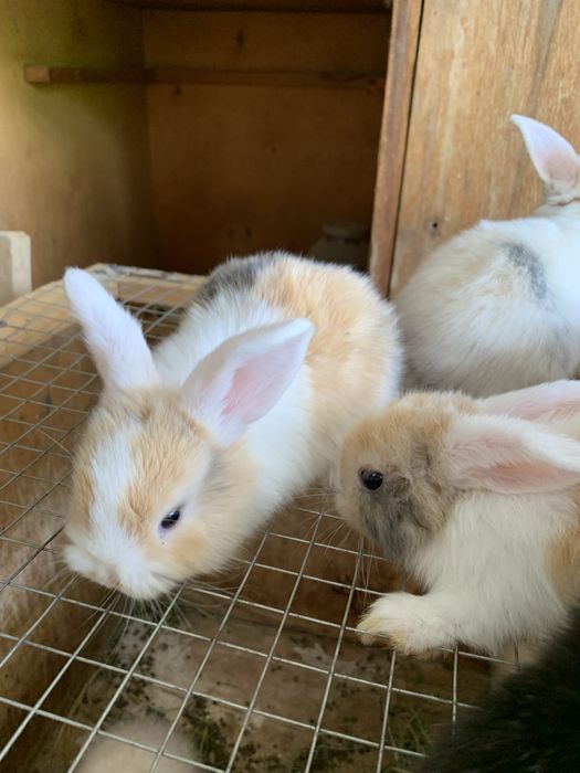 Куйон бор сотилади :