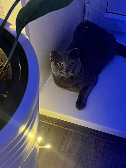 отдам кота на передержку