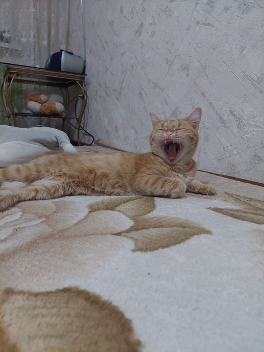 Отдам в добрые руки.