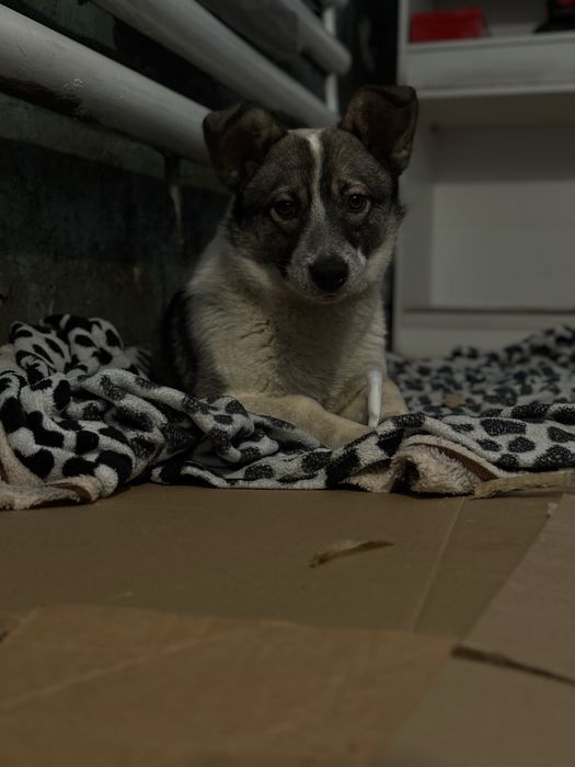 Джимбо ищет семью