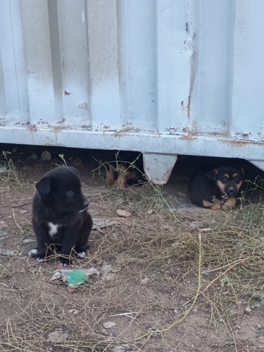 Отдам щенка в ответственные руки