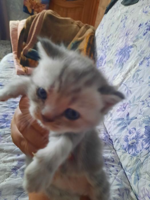 Продаются котята британцы
