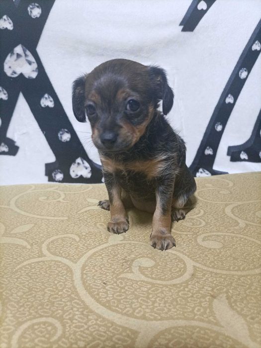 Продам щенка той-терьера