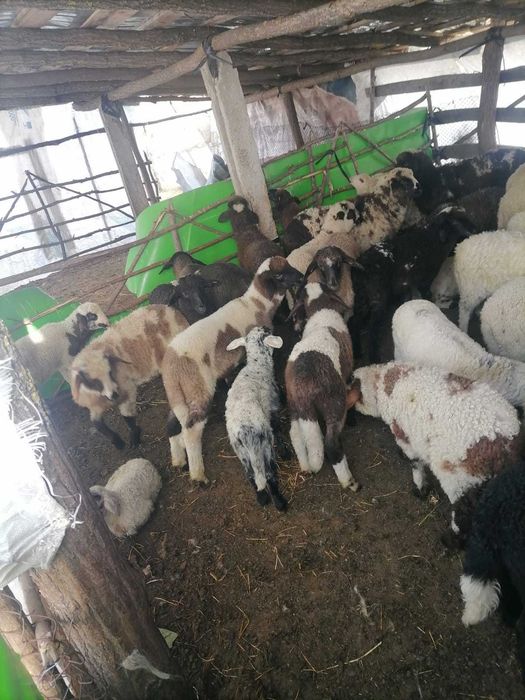 Vând Miei Paste pentru sacrificare in viu