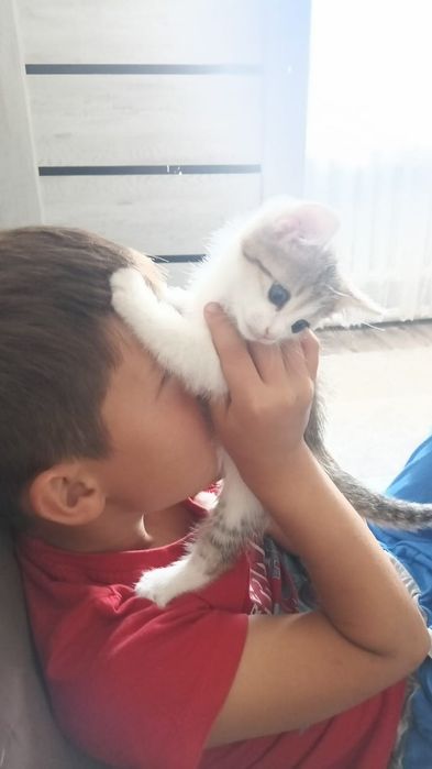 Отдам котенка (мальчик )