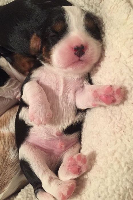 Продам щенков мальтипу