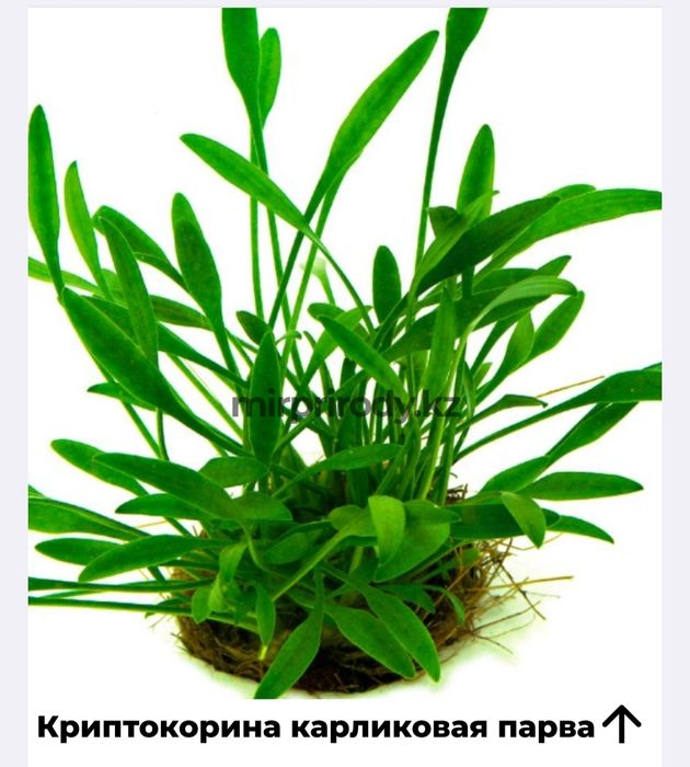 Растения для акварюма