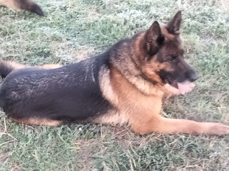 Продам щенки немецкой овчарки