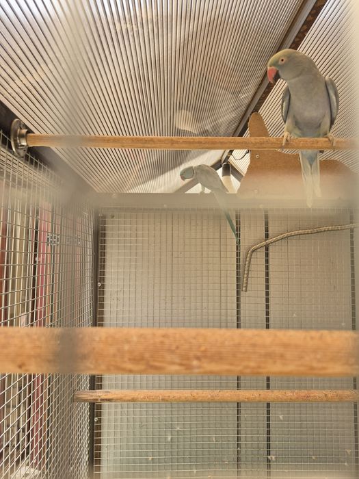 Тути кафаси ва тутилар сотилади.