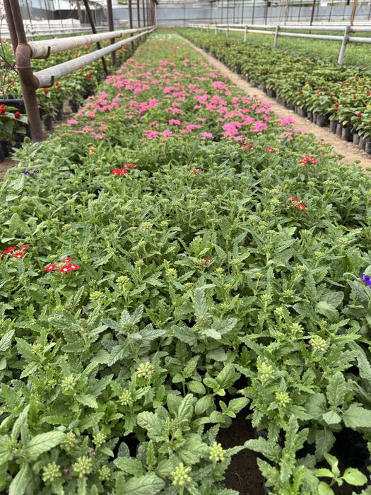 Цветы.                    .