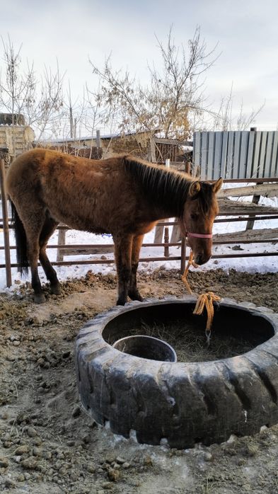 Мз кунан сатылады