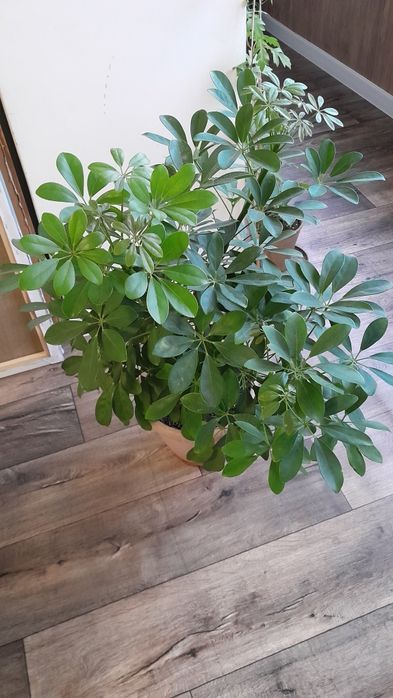 Шеффлера крупная