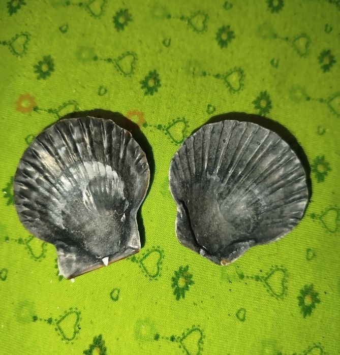 Ракушки натуральные