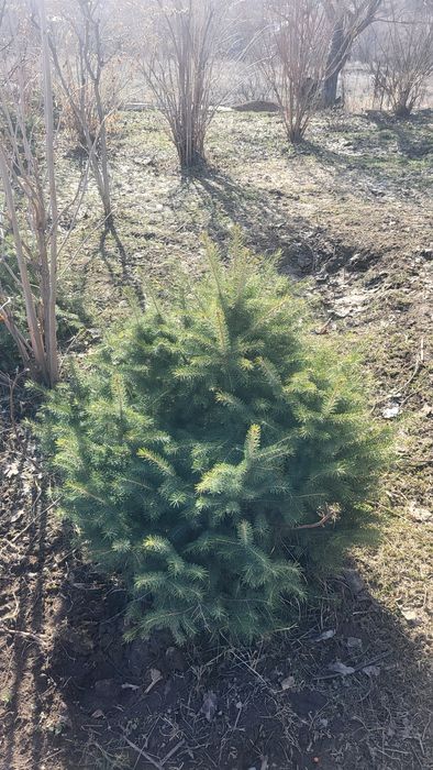 Продам  елки тянь- шянь