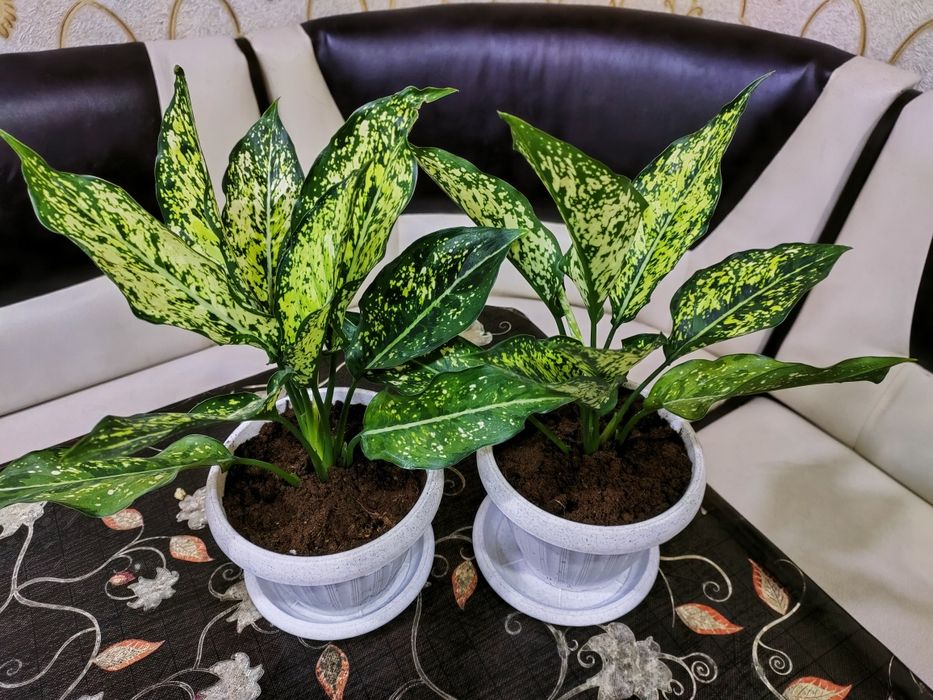 Цветы комнатные, доставка