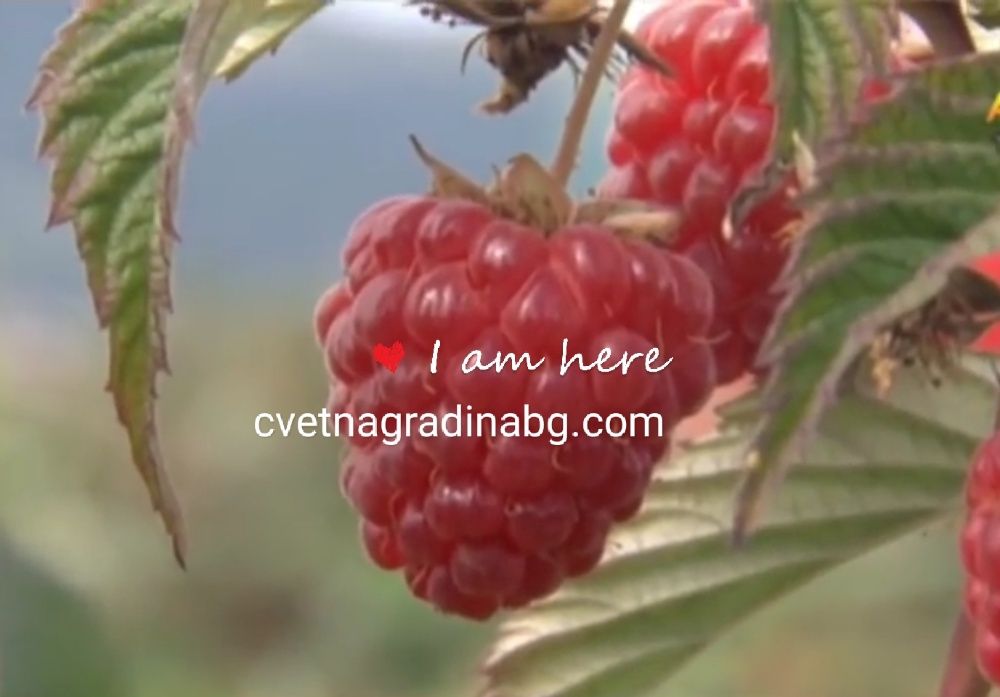 Малини-целогодишни сорт Херитидж